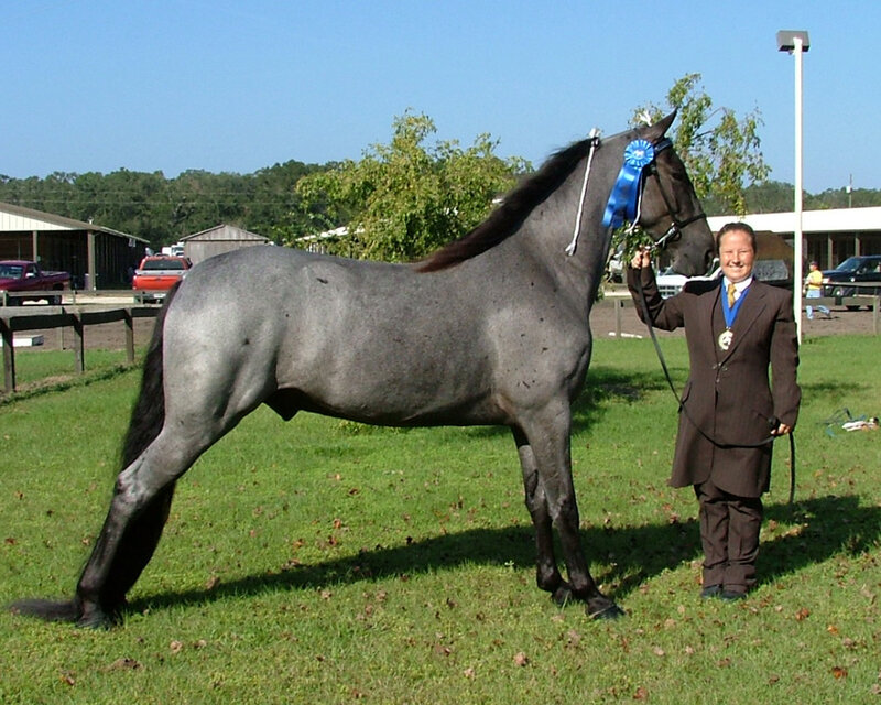 Man with gray horse at show
