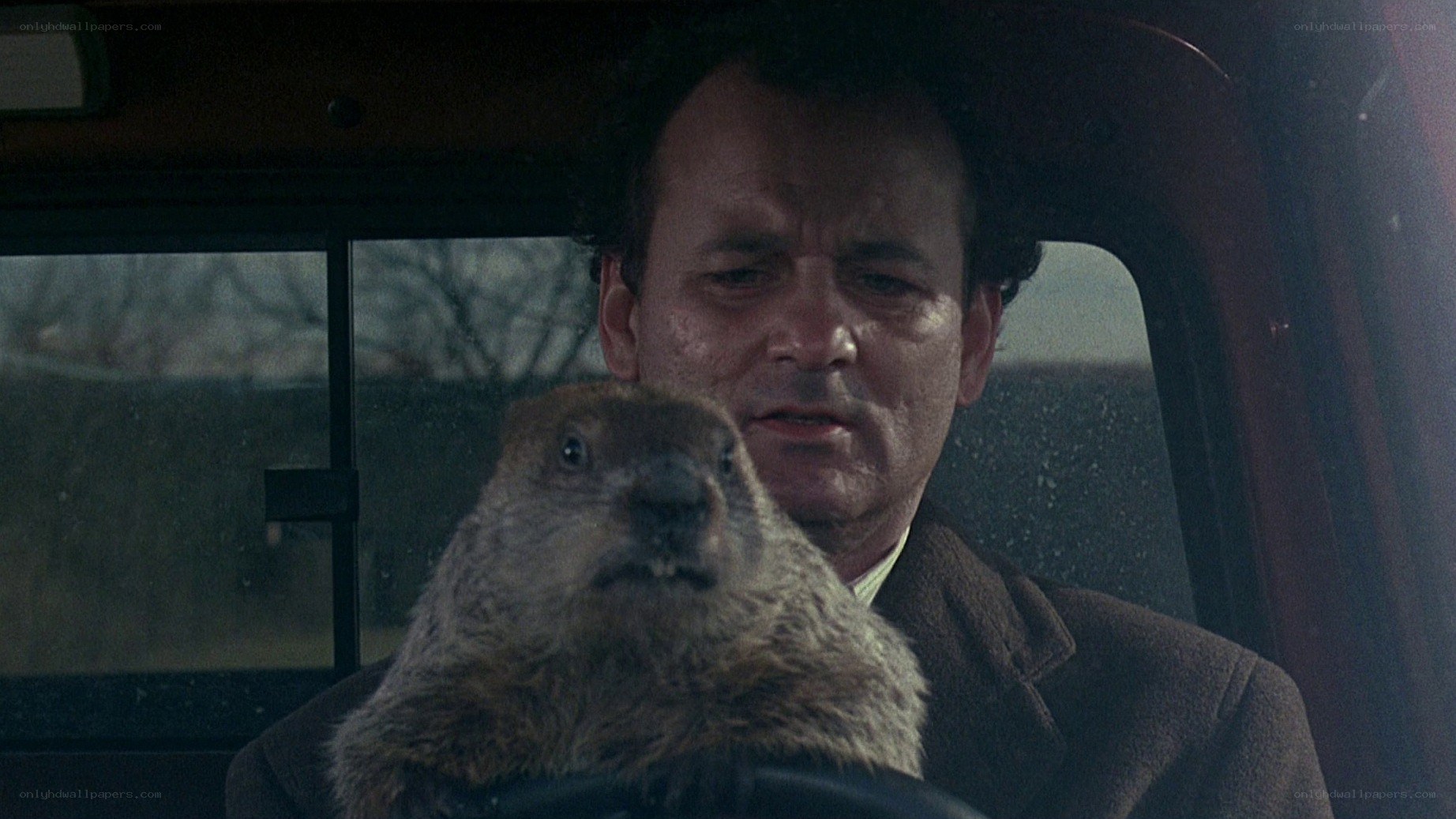 man with groundhog in car