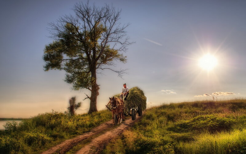 Man with Horse-drawn Cart — Green, Serene, Sunset, Photograph