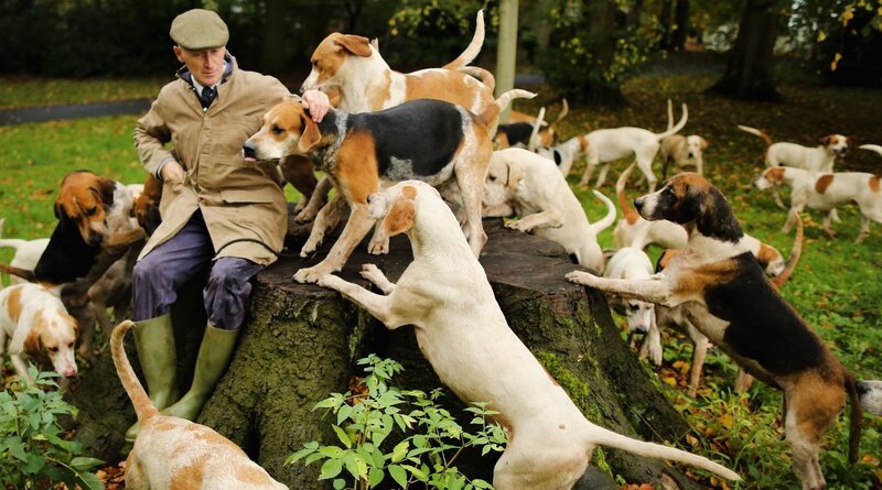 Man with Hunting Dogs