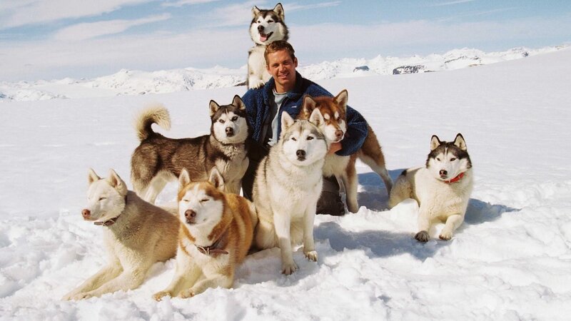 Man with Husky Dogs — White