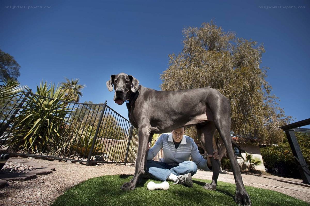 Man with large dog in yard