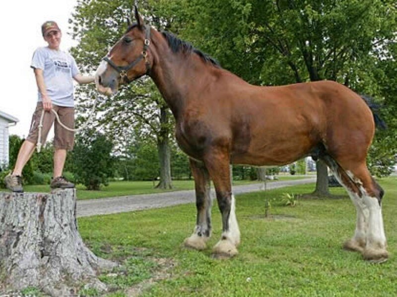Man with large horse
