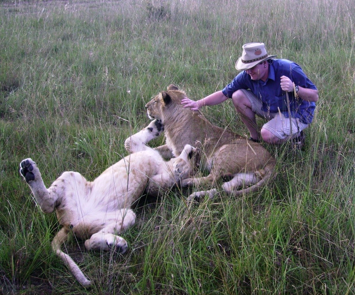 Man with lion cubs in grass