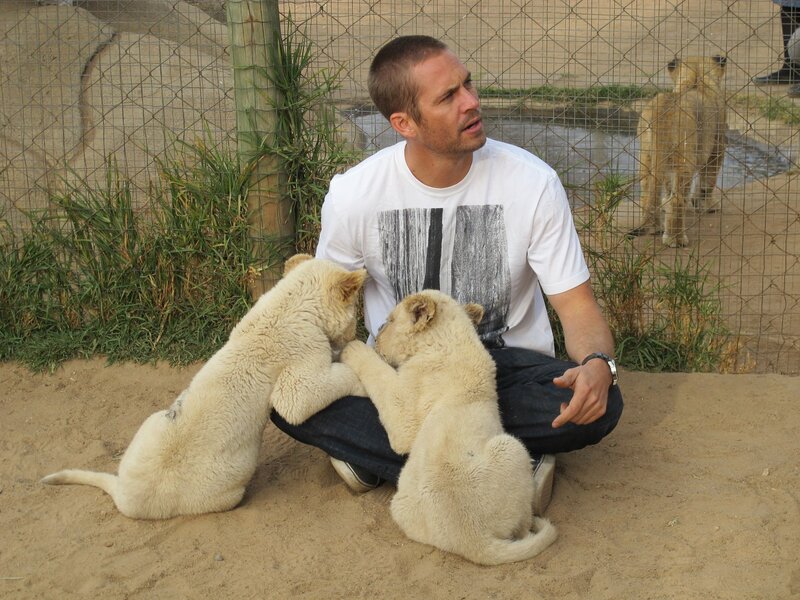 Man with lion cubs