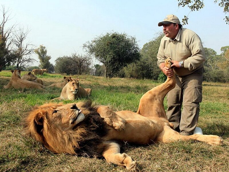 Man with lions in field