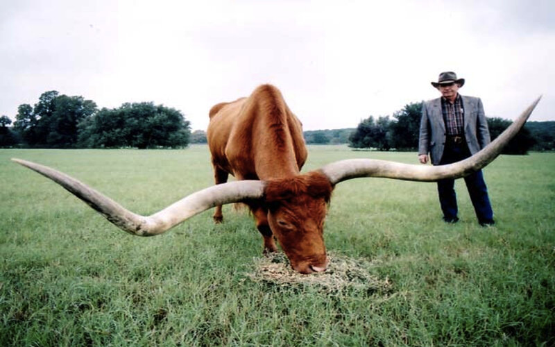 Man with longhorn bull