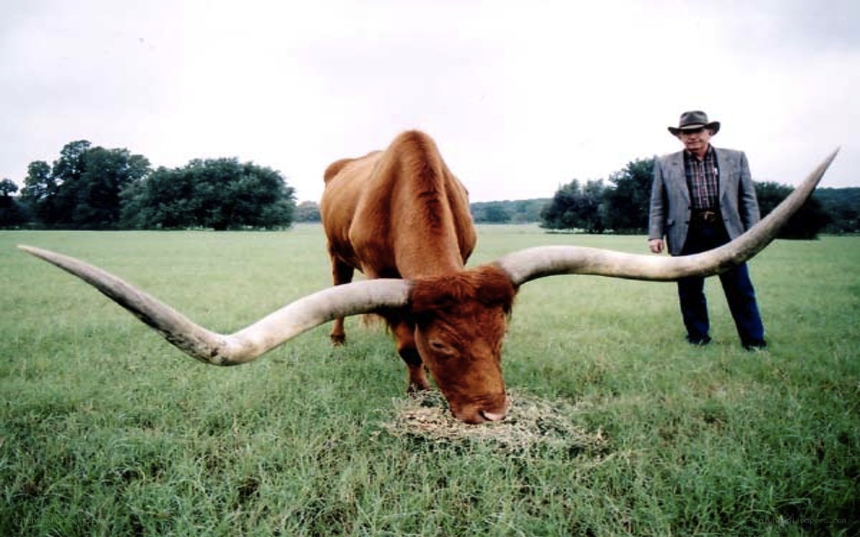 Man with longhorn bull