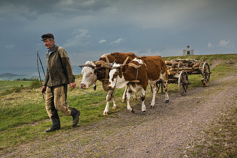 Man with Oxen and Cart