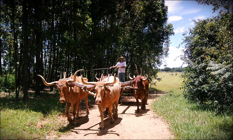 Man with Oxen Cart