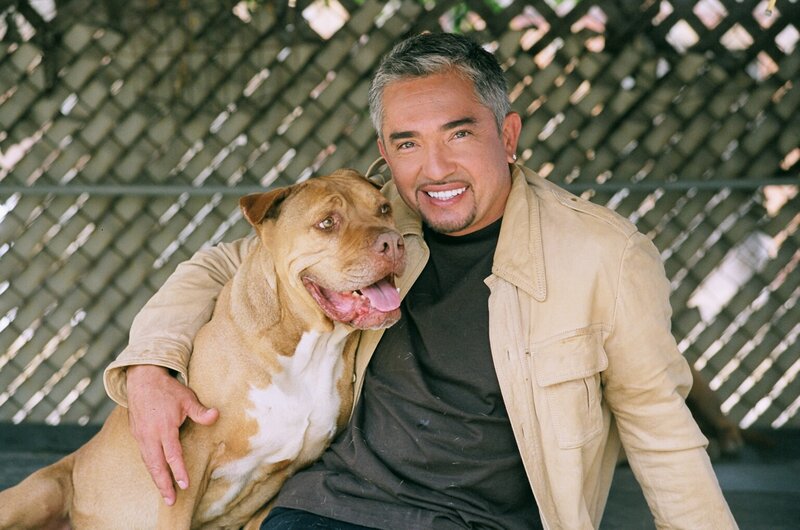 Man with Pit Bull Dog