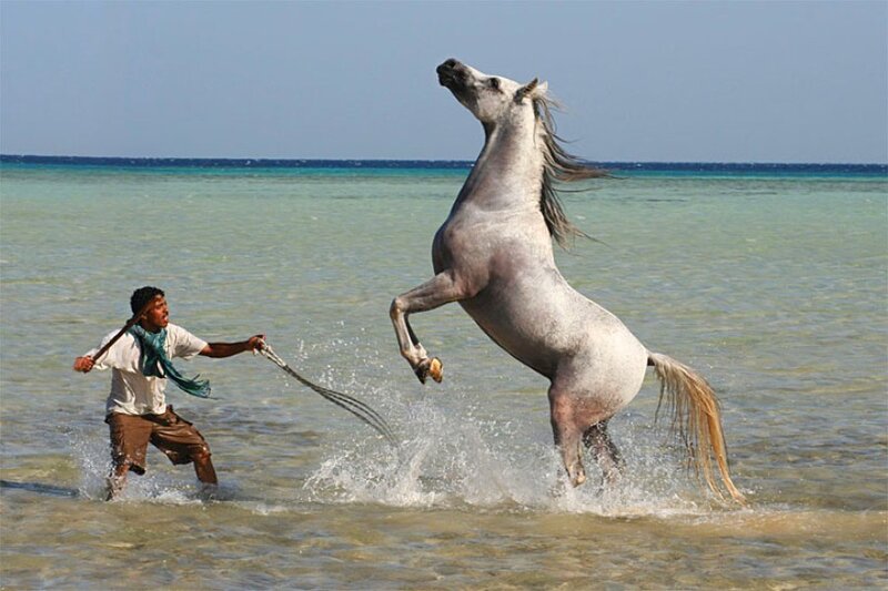 Man with rearing horse in water