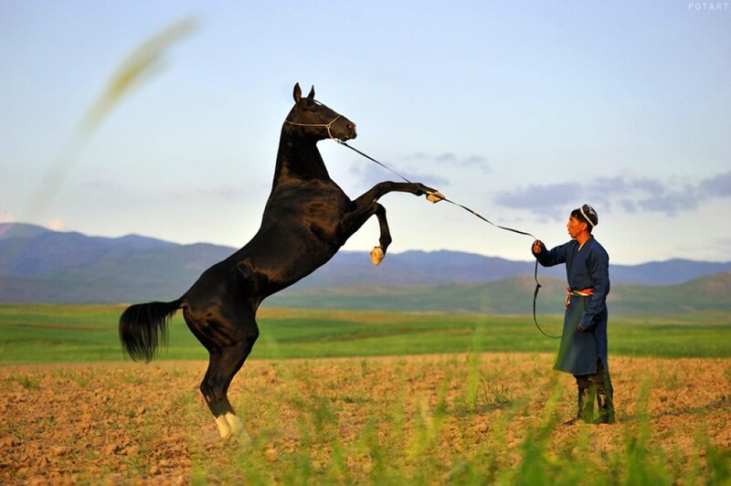 Man with Rearing Horse