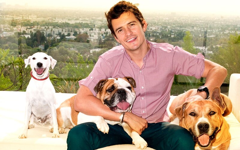 man with three dogs