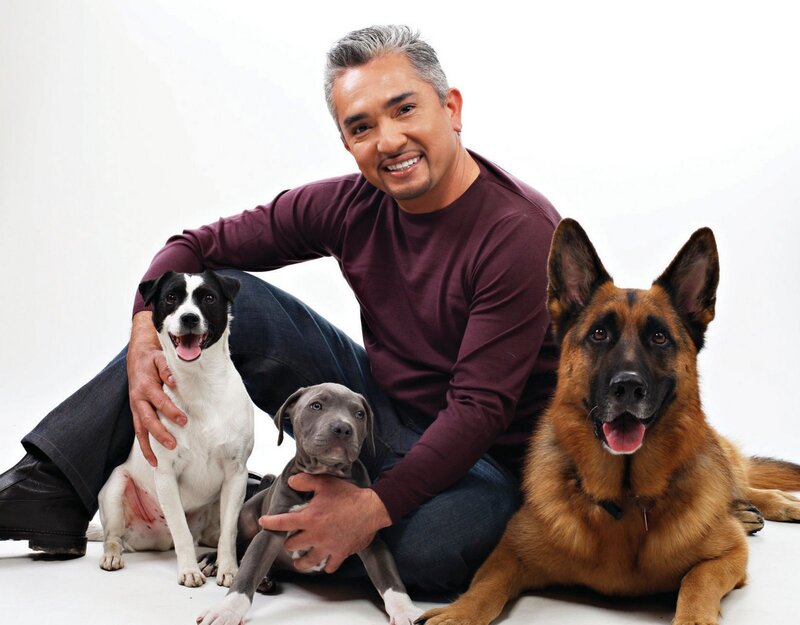 man with three dogs