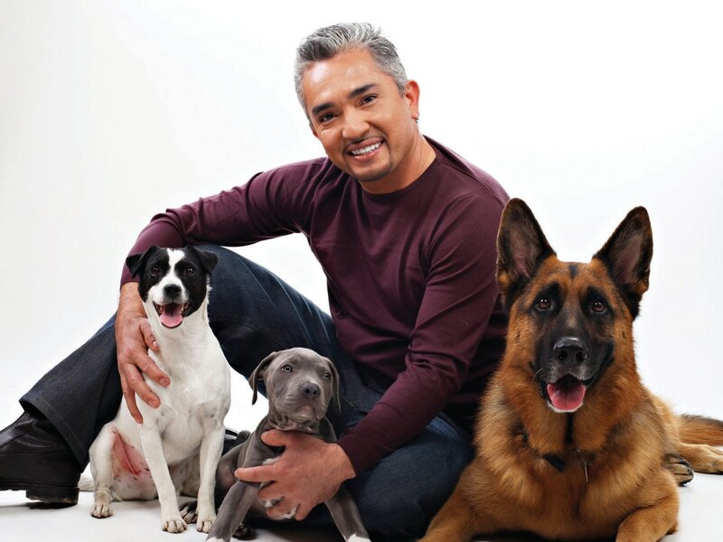 Man with Three Dogs — White