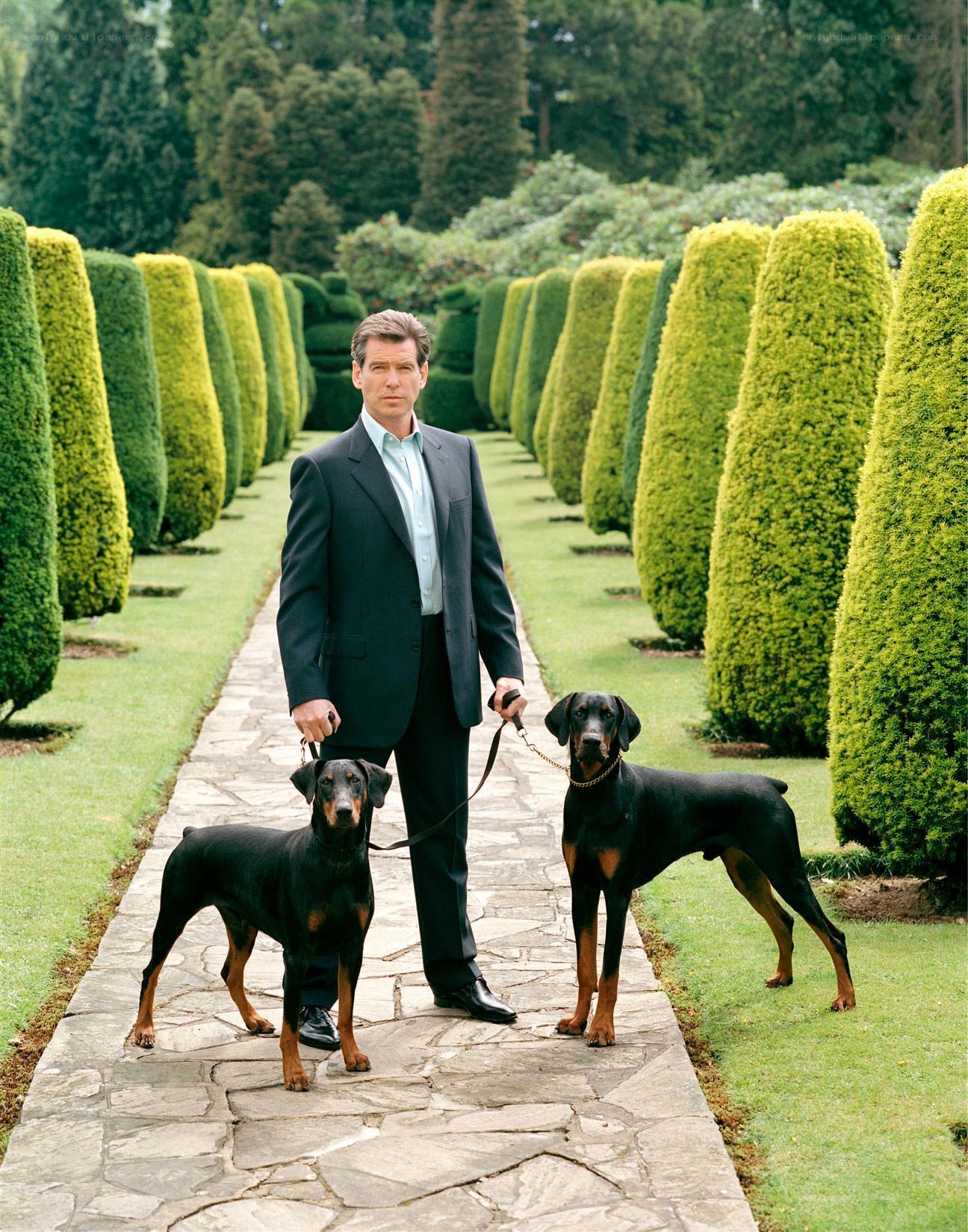Man with two Doberman dogs
