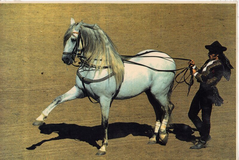 Man with white horse in arena