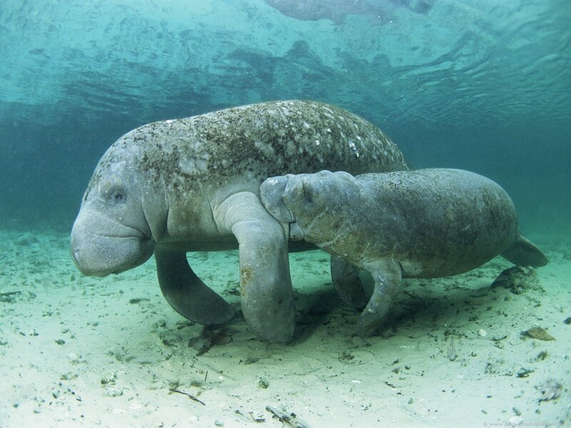 Manatee and Calf — Blue, Serene