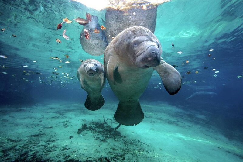 Manatee and Calf — Blue