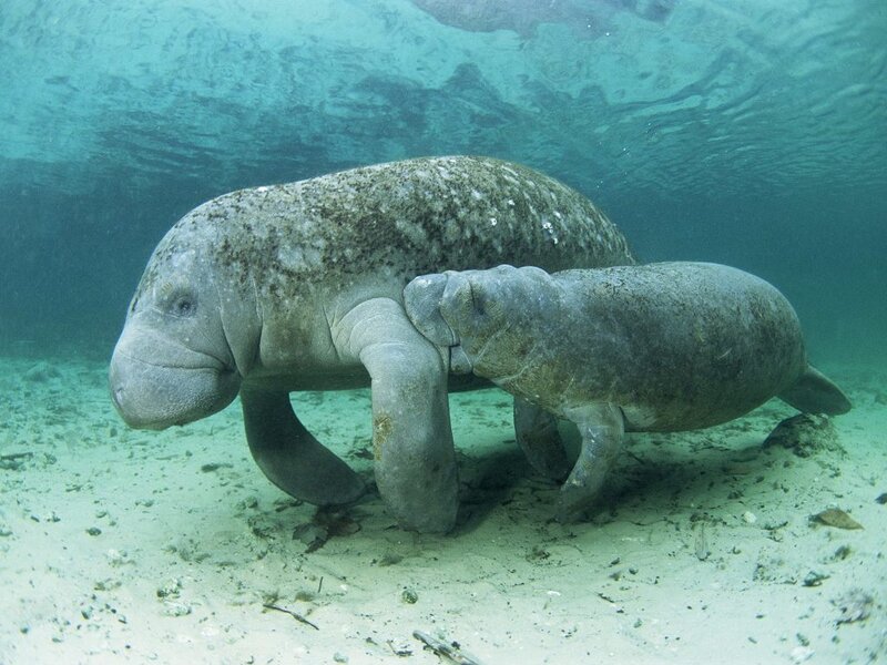 Manatee and calf underwater