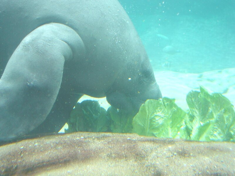 manatee eating underwater