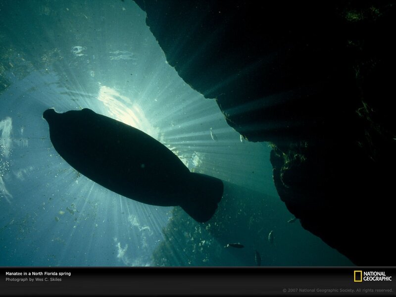 Manatee in a Florida spring