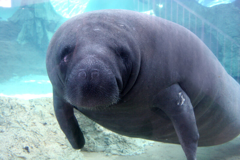 Manatee in aquarium