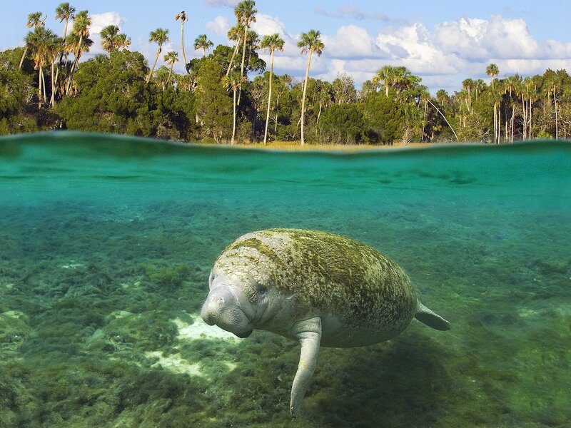 Manatee in clear water