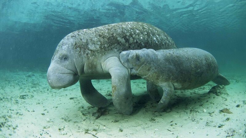 Manatee mother and calf underwater