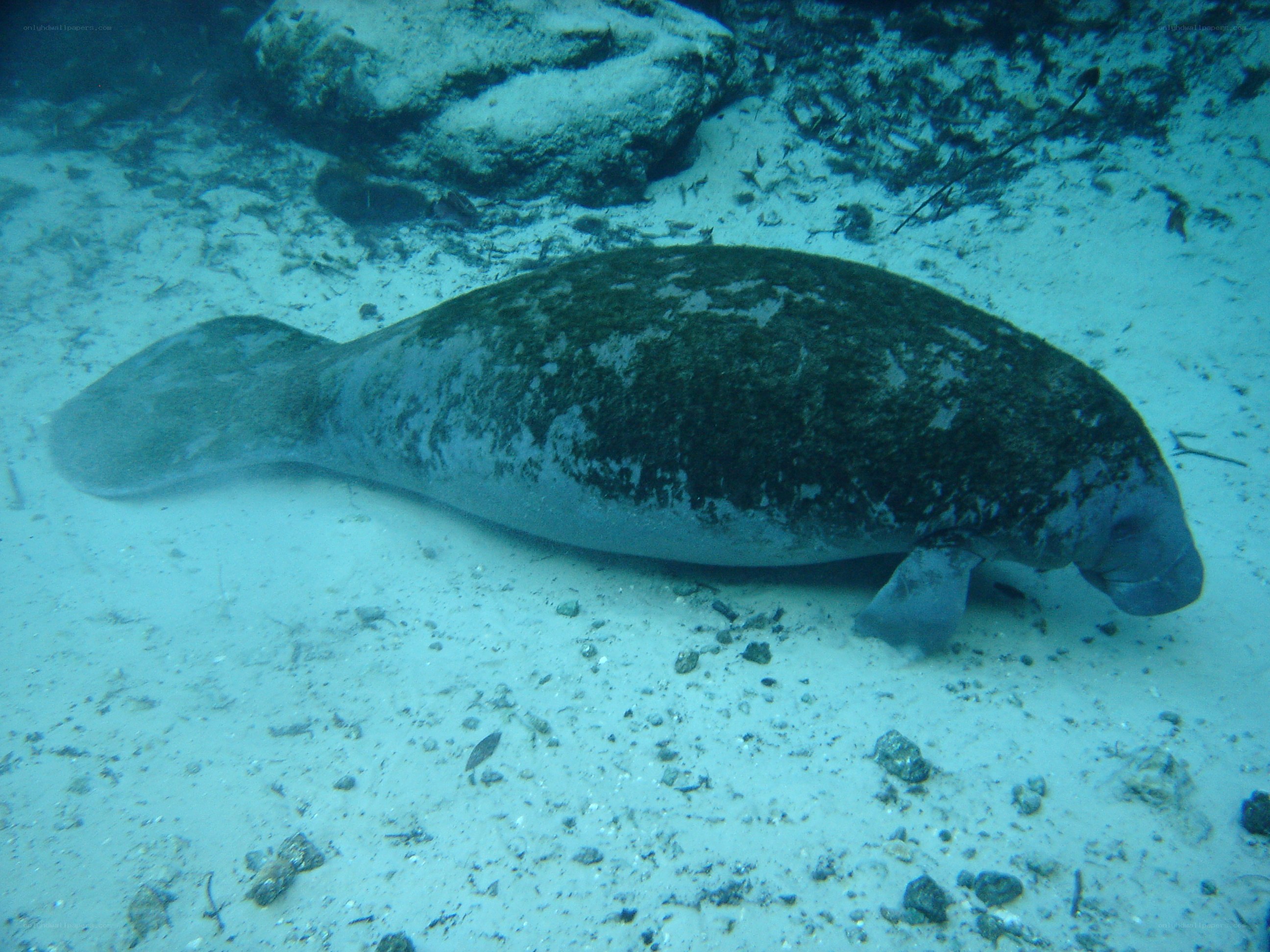 Manatee on the ocean floor