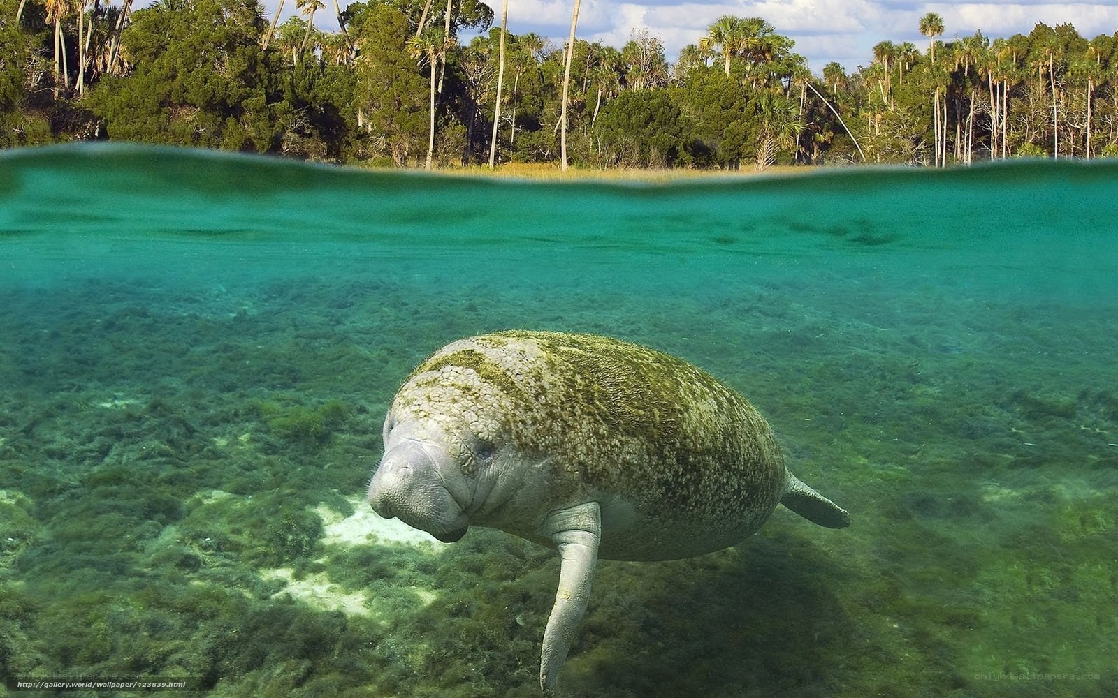 Manatee swimming in clear water