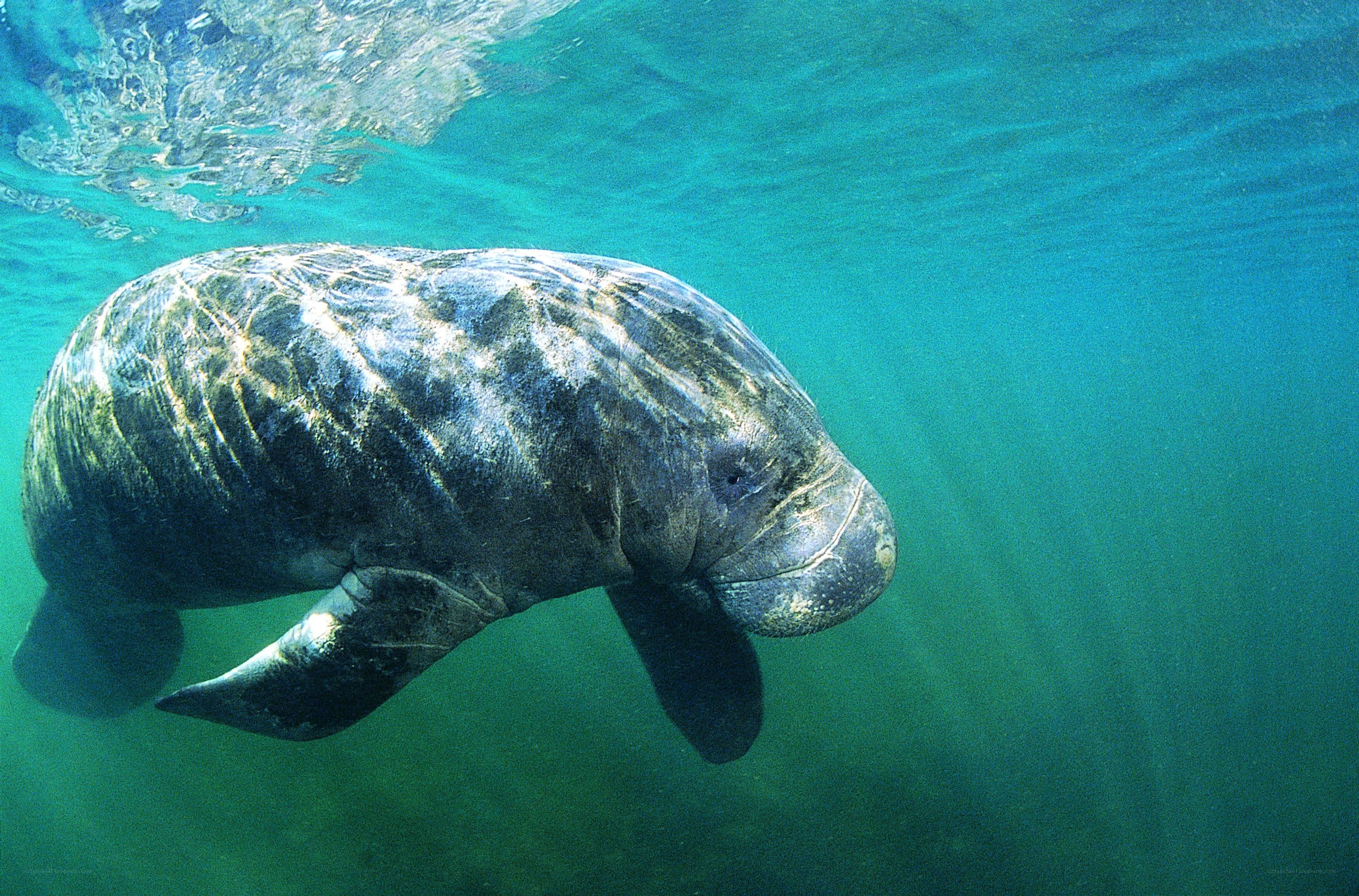 Manatee swimming underwater