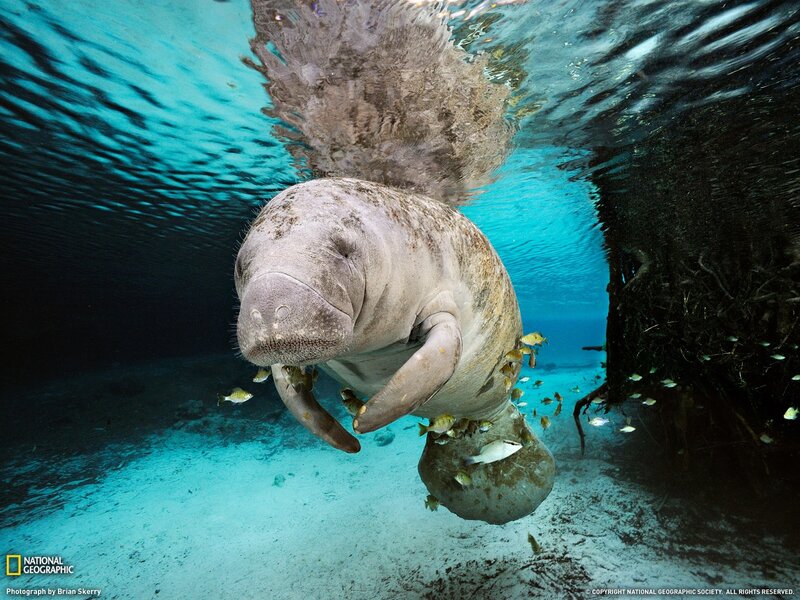 Manatee swimming underwater