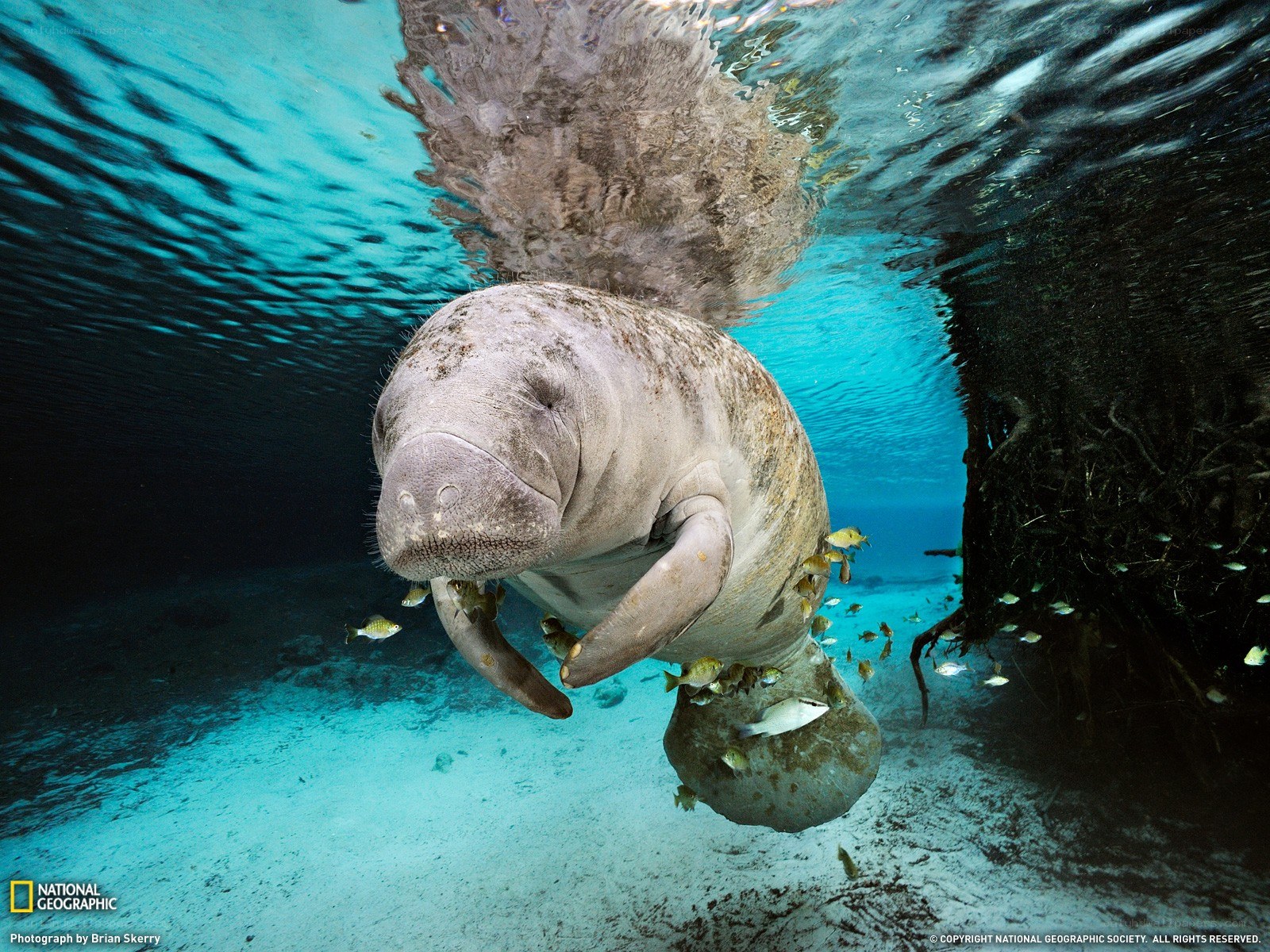 Manatee swimming underwater