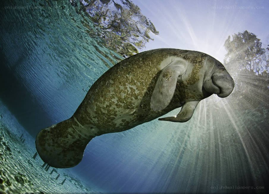 Manatee swimming underwater