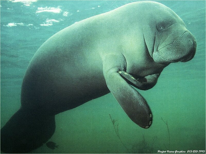 Manatee swimming underwater