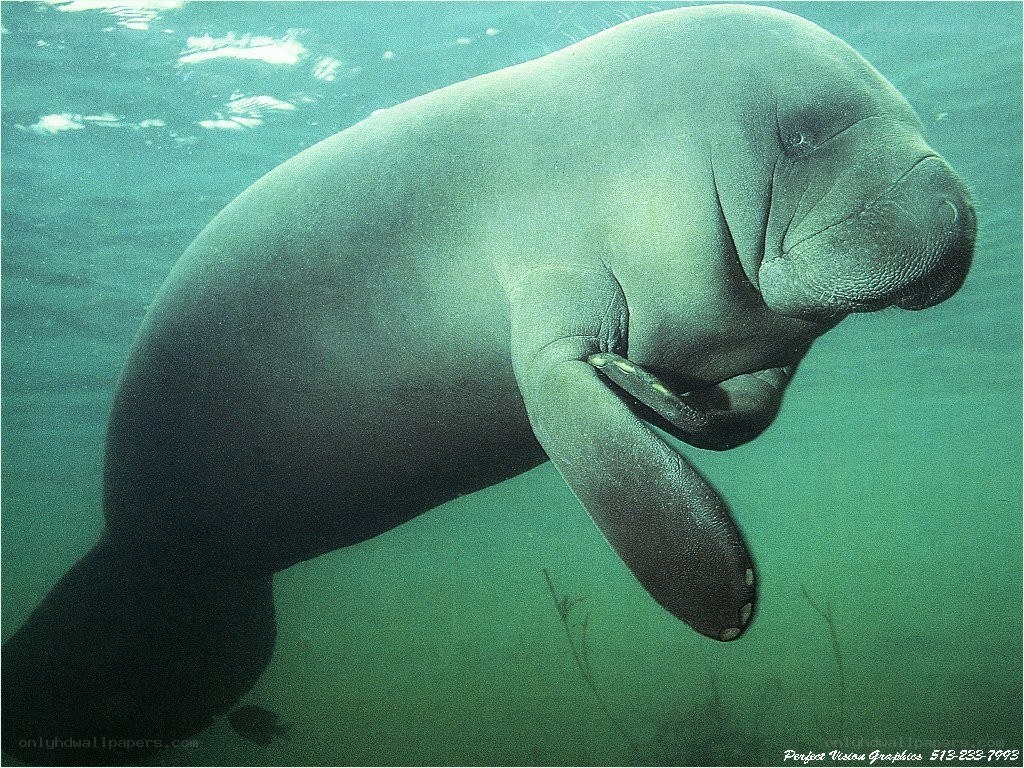 Manatee swimming underwater