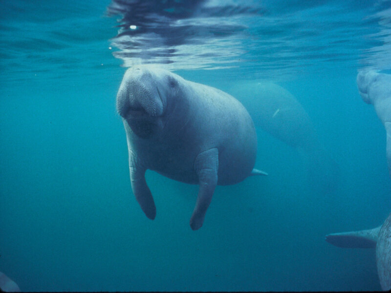 Manatee Swimming Underwater — Blue, Serene