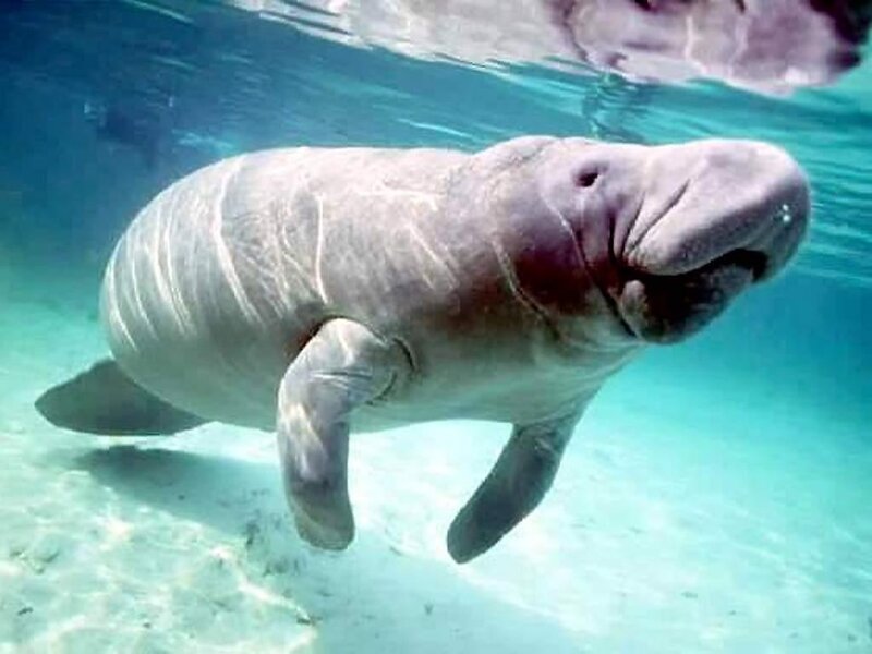 Manatee swimming underwater