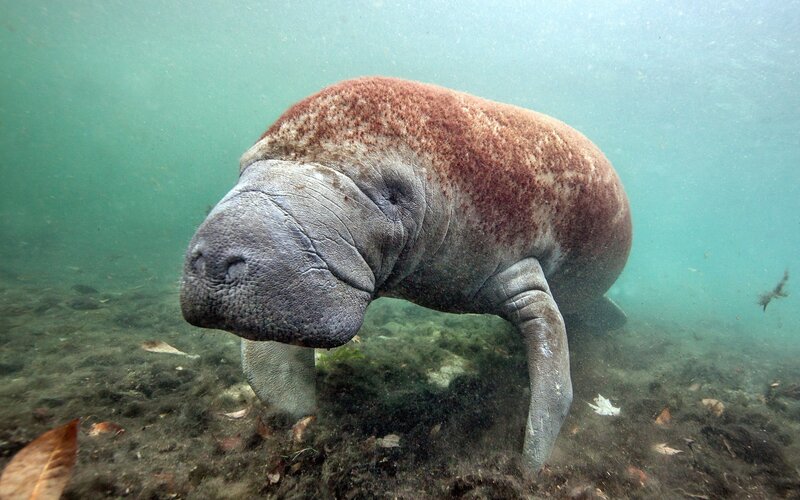 Manatee Underwater