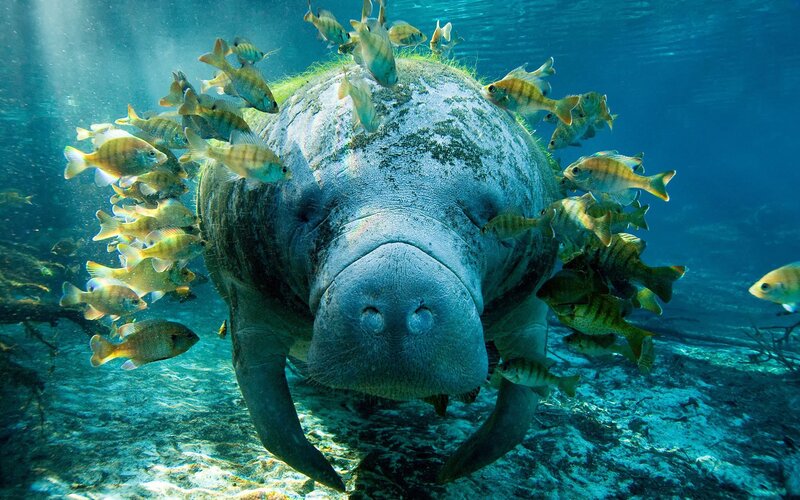 Manatee with Fish — Blue, Serene, Afternoon