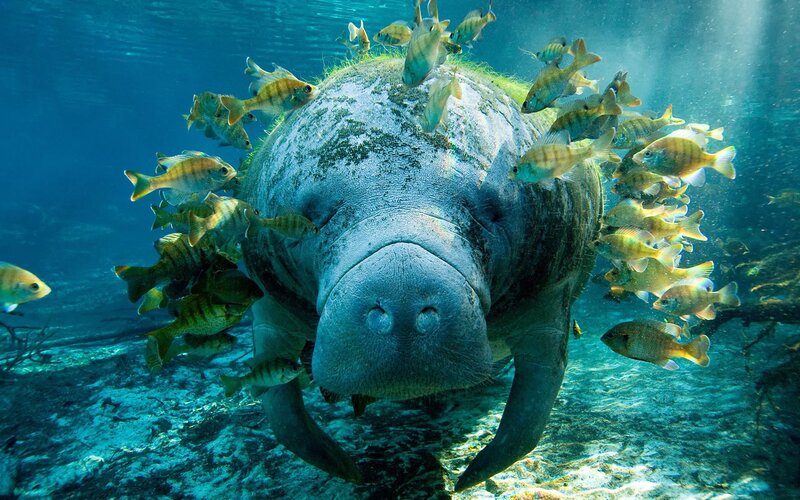 Manatee with Fish — Blue
