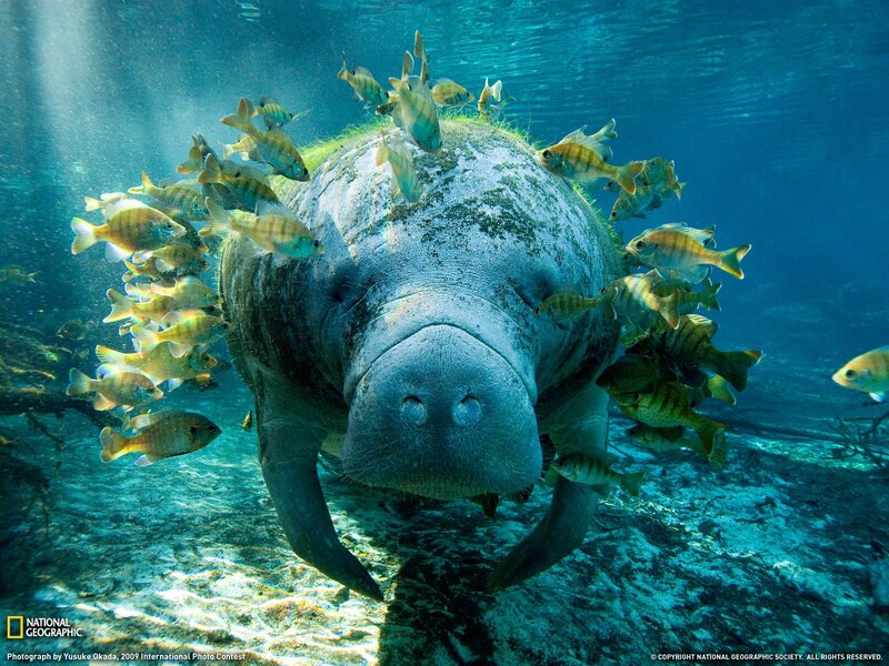 Manatee with Fish