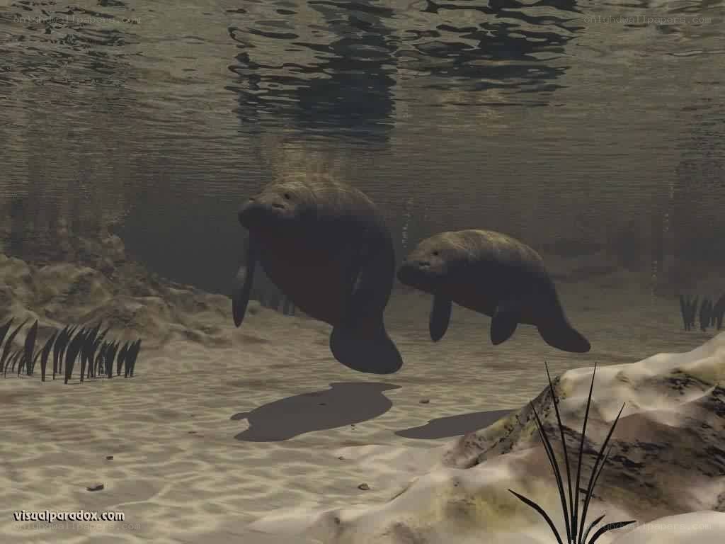 Manatees swimming underwater