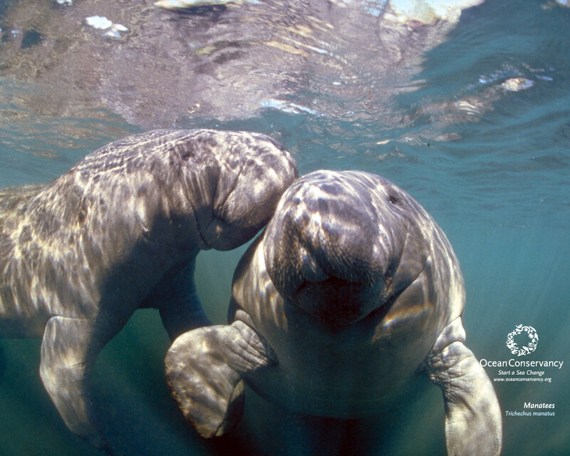 Manatees underwater close-up