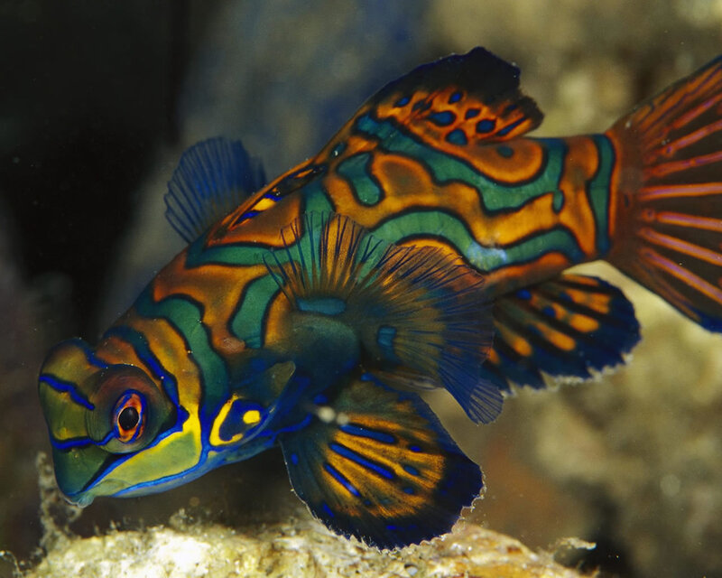 Mandarin Dragonet Fish — Blue