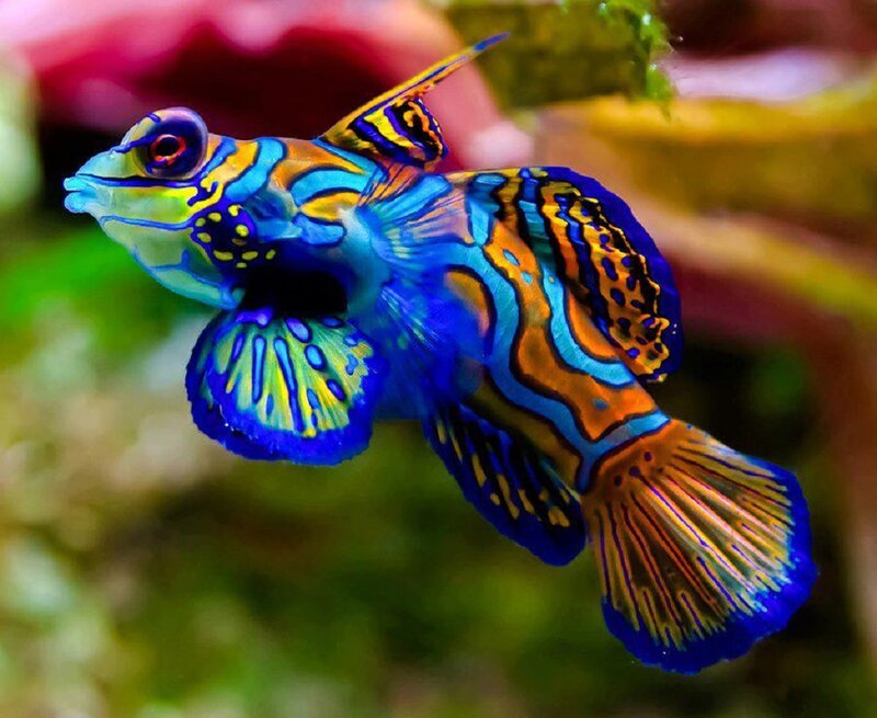 Mandarin Dragonet Fish — Blue, Vibrant, Photograph, Aquarium