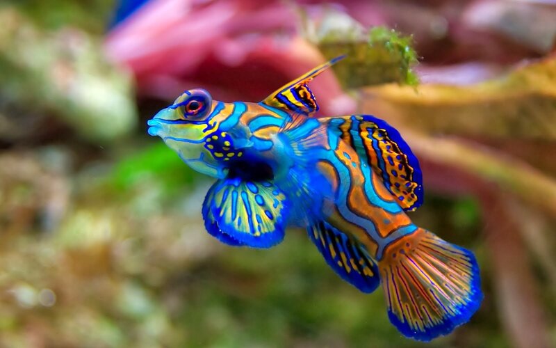Mandarin Dragonet Fish — Blue, Vibrant, Photograph, Coral, Algae