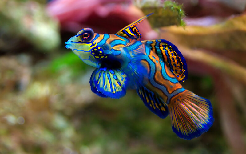 Mandarin Dragonet Fish — Blue, Vibrant, Photograph